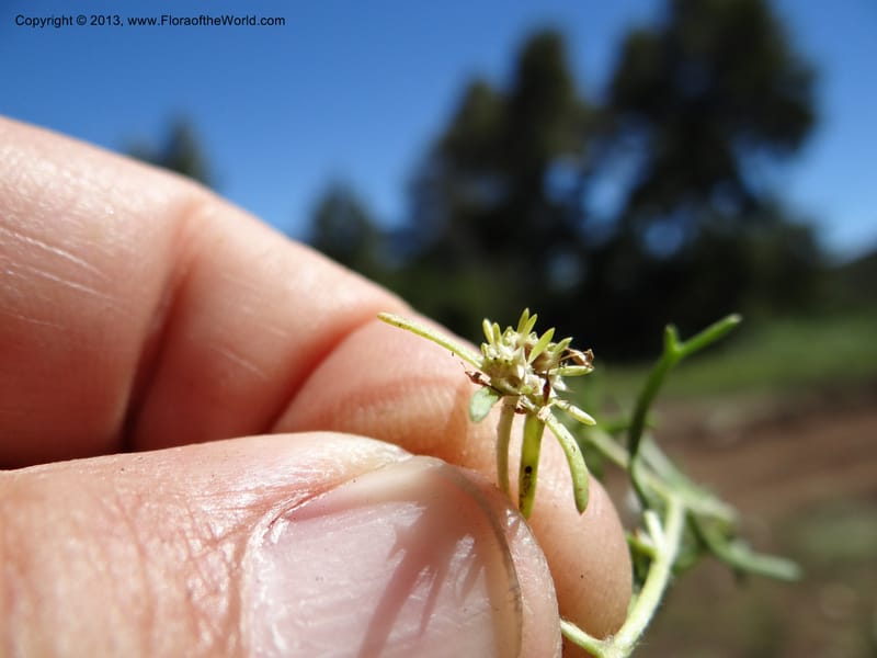 Valeriana, WDS 34165--Chile. P.N. Sieta Tazas. 21 Feb 2013. DSC02254 (66).JPG