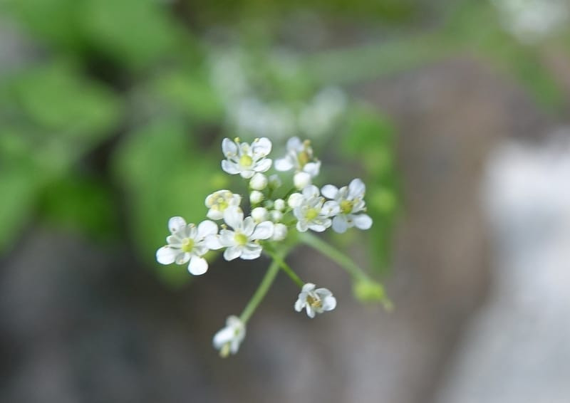 Yinshania acutangula subsp. wilsonii, C. Davidson 13755--China. Sichuan. Yibailingba-gou. 12 Aug 2017. DSC04660 (654).JPG