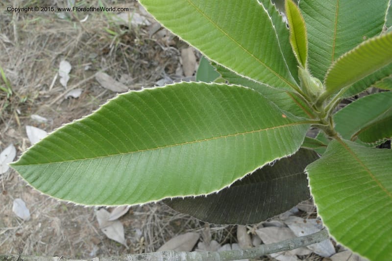 Dillenia hookeri, Regalado 1957--Viet Nam. Forest Block 19. 15 May 2011. 033 (12).jpg