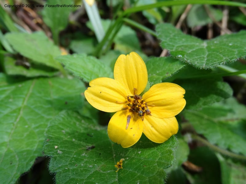 Chrysogonum virginianum, Davidson, C 13044--South Carolina. Oconee Co. Brasstown Cr. 19 May 2015. DSC06413 (3).JPG