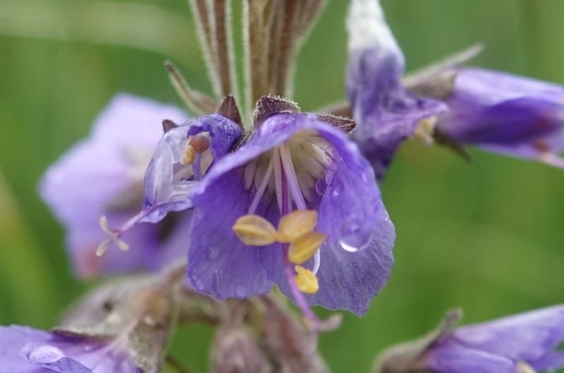 Polemonium occidentale, C. Davidson 13641--ID. Fremont Co. Duck Cr. Ranch. 16 Jun 2017. DSC01937 (99).JPG