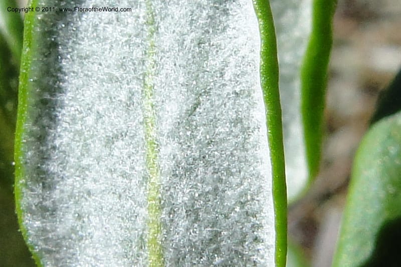Eriogonum pyrolaefolium var. coyphaeum, Davidson, C 11893--ID. Valley Co. Lick Creek Rd. 12 Aug 2011. 001 (23).jpg