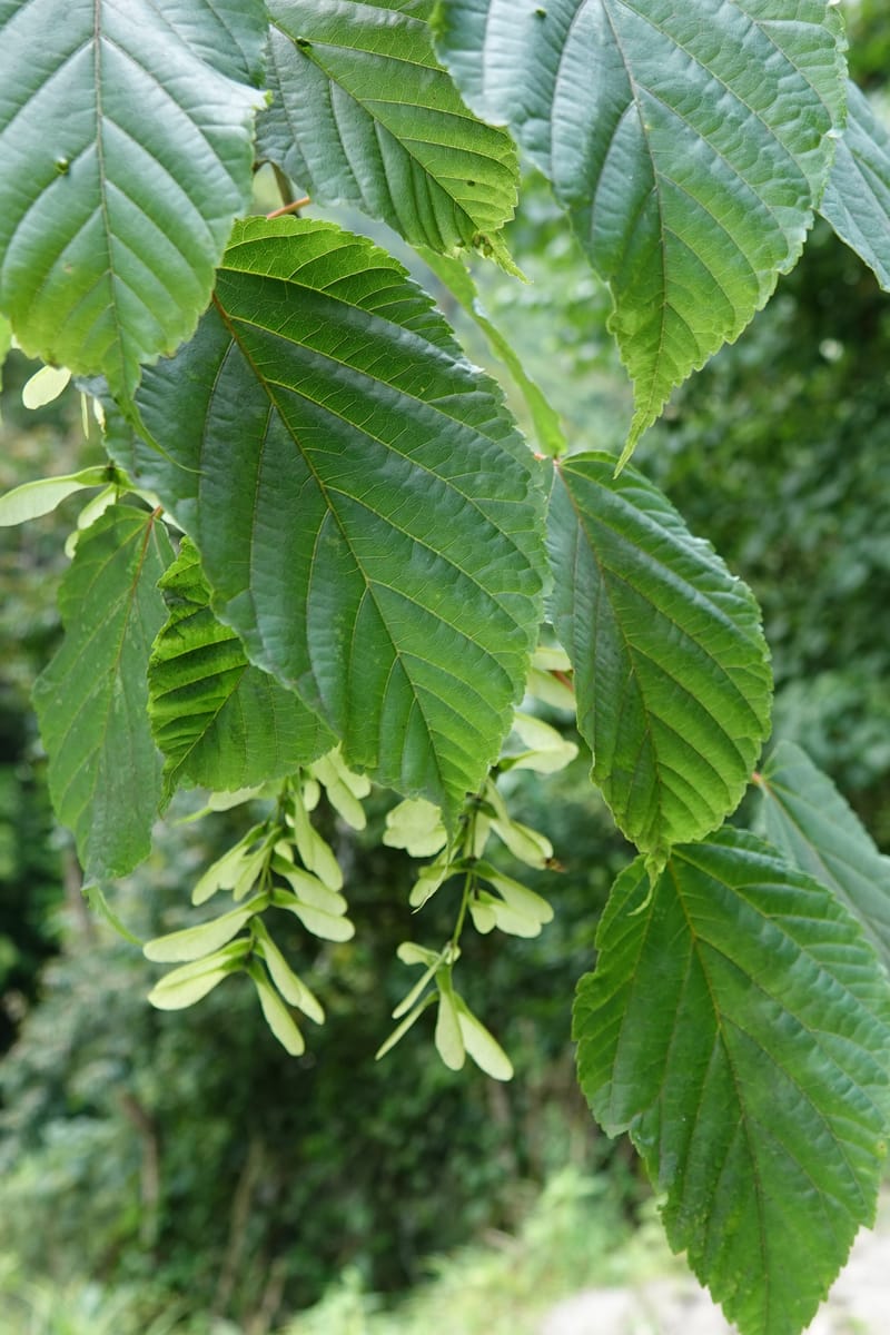 Acer davidii subsp. davidii, D. Boufford 44106--China. Yunnan. Lao jun Shan. 30 Apr 2018. DSC00424 (412).JPG