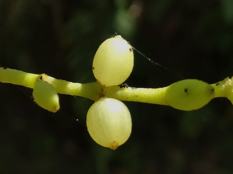 Ginalloa arnottiana, Davidson, C 12928--Sabah. Near generation plant. 28 Mar 2015. DSC01259 (13).JPG