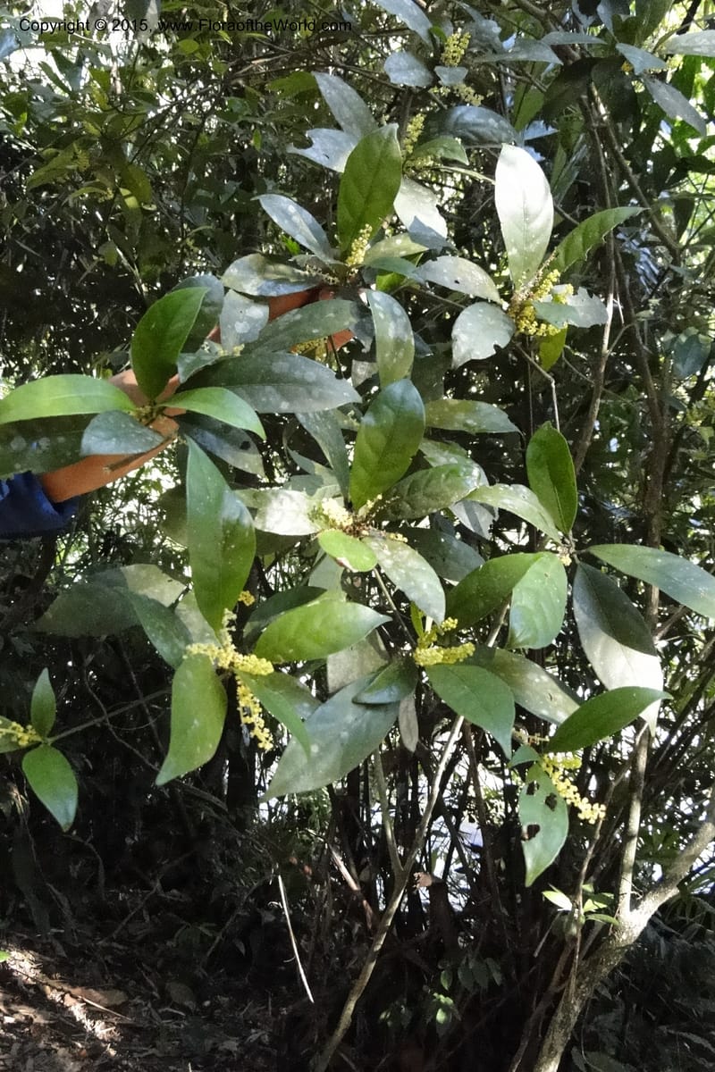 Chionanthus, Regalado 1840--Viet Nam. Bach Maa. 9 May 2011. 133.jpg