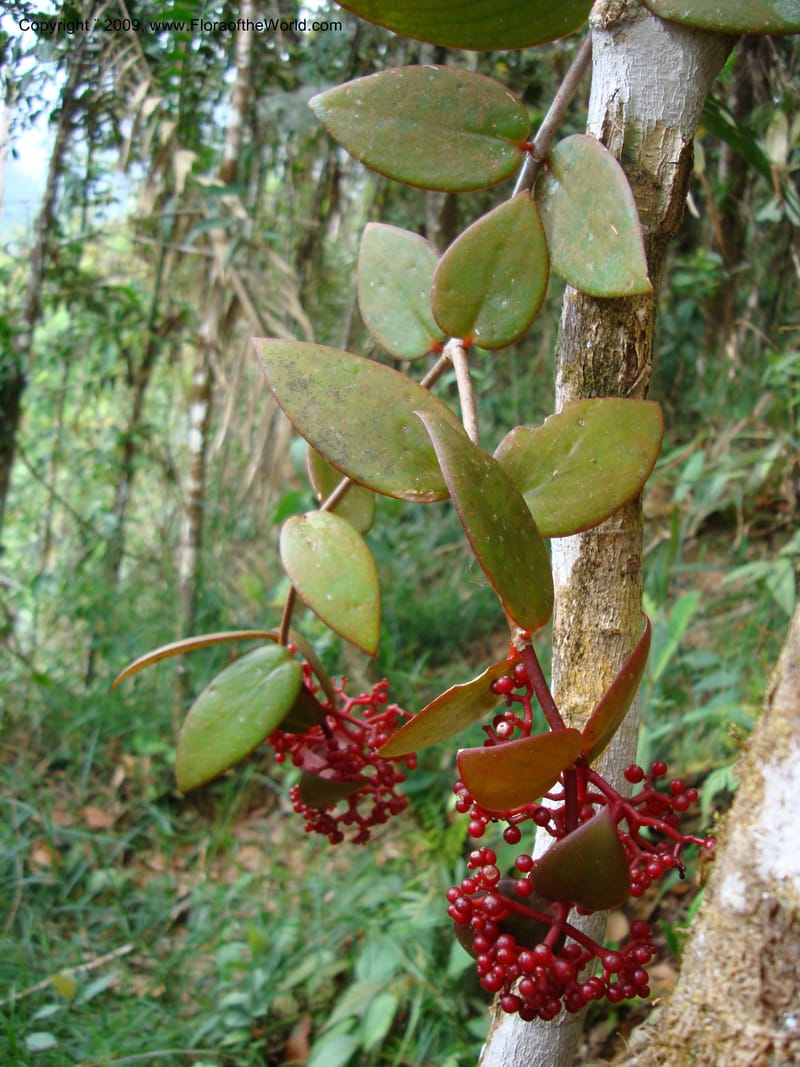 Notopleura epiphytica, D. Neill 15924--Ecuador.Prov.ZamoraC.WawaimePlotEcuacorriente 22 Sep 2007 268 (1).jpg