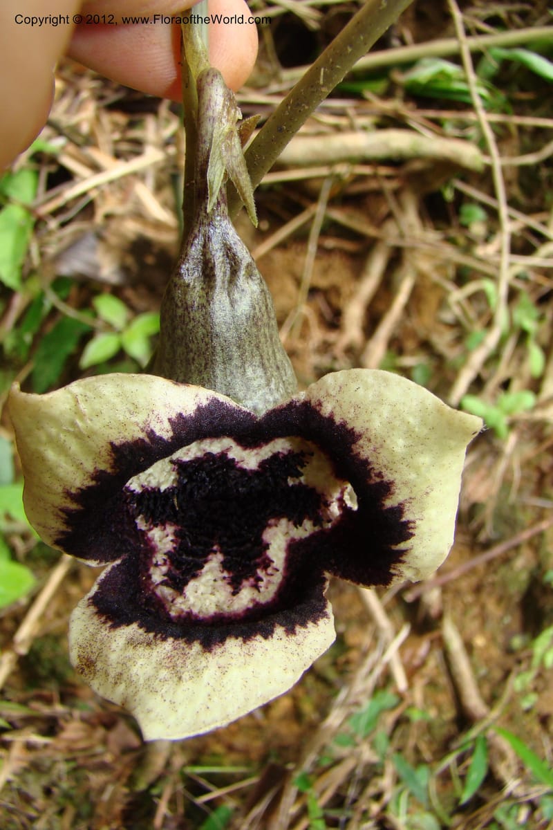 Asarum, Regalado 1670--Viet Nam.Hoang Lien Son. 7 Apr 09. 072 (35).jpg