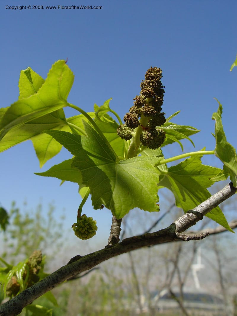 Liquidambar orientalis, 2002.0495--Spain. Barcelona Botanic Garden. 21 Apr 04. 222.jpg