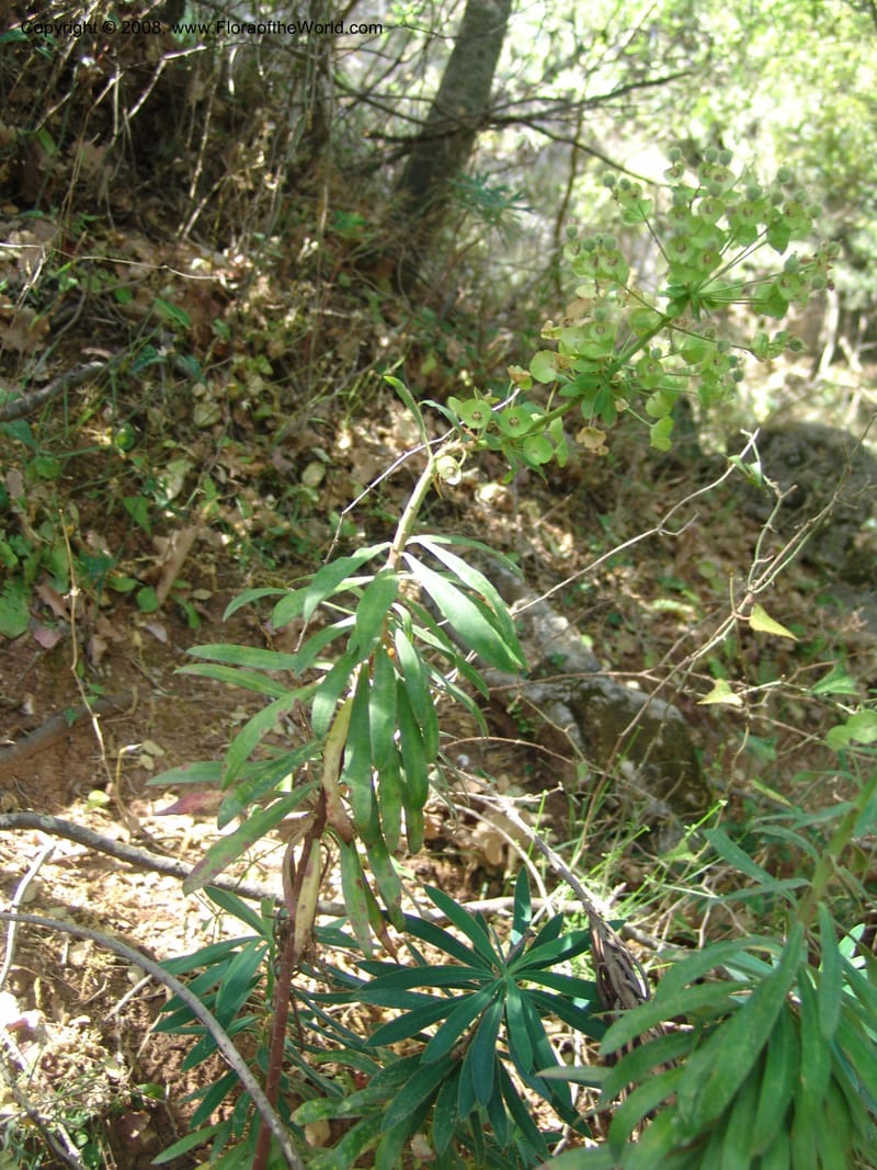 Euphorbia characias--Crete. Ep. Kisamos. Sirikari Gorge. 25 May 05. 046.jpg