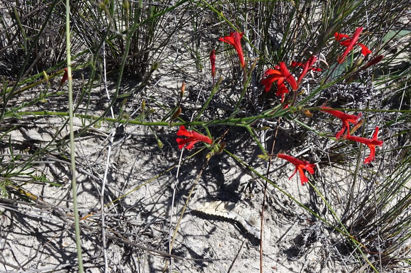 Leschenaultia, Davidson, C 13425--Australia. W.A. Green Head-Coorow Rd. Stop 2. 24 Oct 2016. DSC04873 (16).JPG