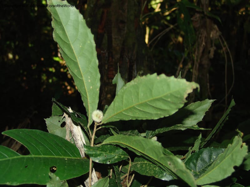 Mayna odorata, [AAraujoM1552]--Bolivia. Pq. Nac. Madidi. Laguna Chalalan. 26 Nov 04. 728.jpg