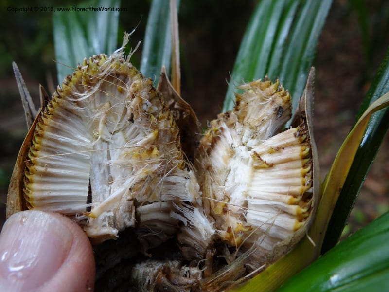 Pandanus dorystigma, Callmander 1000--Sarawak.. Bot. Res. Center, Semengoh. 26 Mar 2012. DSC05403 (19).JPG