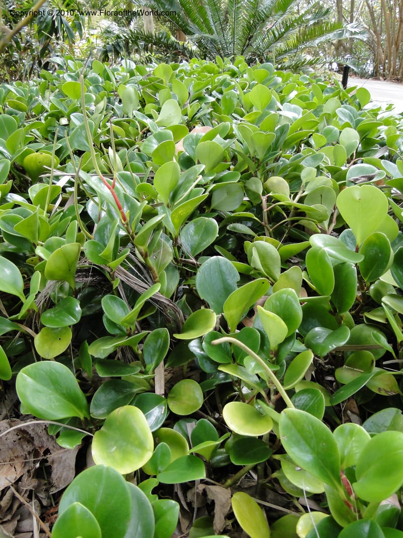 Peperomia obtusifolia--Florida. Marie Selby Gardens, Sarasota. 16 March 2010. 139 (3).jpg