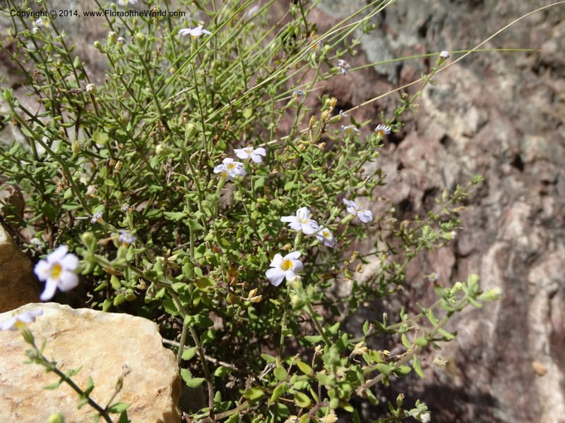 Sutera hispida, Davidson, C 12260--South Africa. Western Cape. Swartberg Pass Rd. 19 Jan 2014. DSC00537 (53).JPG