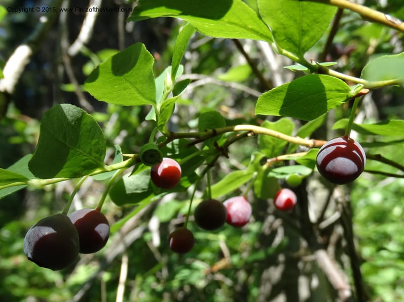 Vaccinium membranaceum, Davidson, C 12607--Idaho. Valley Co. Payette Lake. Sylvan Cr. 20 Jul 2014. DSC00669 (4).JPG