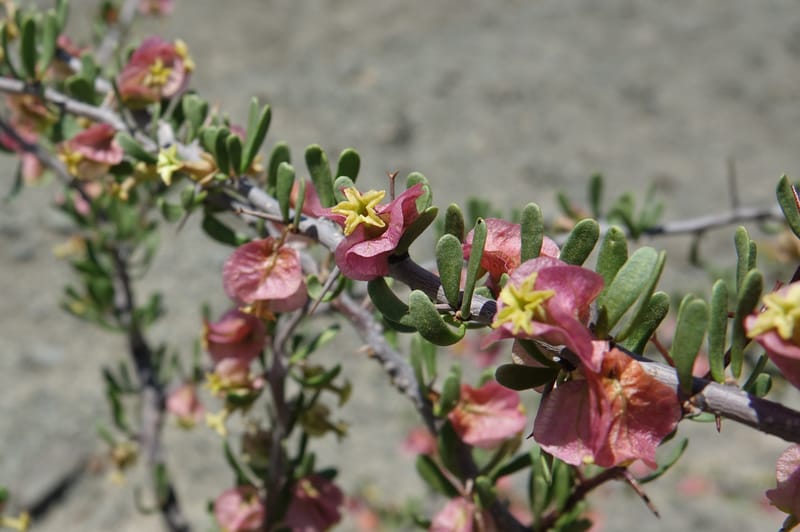 Bougainvillea spinosa, Fortunato 13089--Argentina. Hwy 150 W of Jachal. 5 Feb 2018. DSC08346 (114).JPG