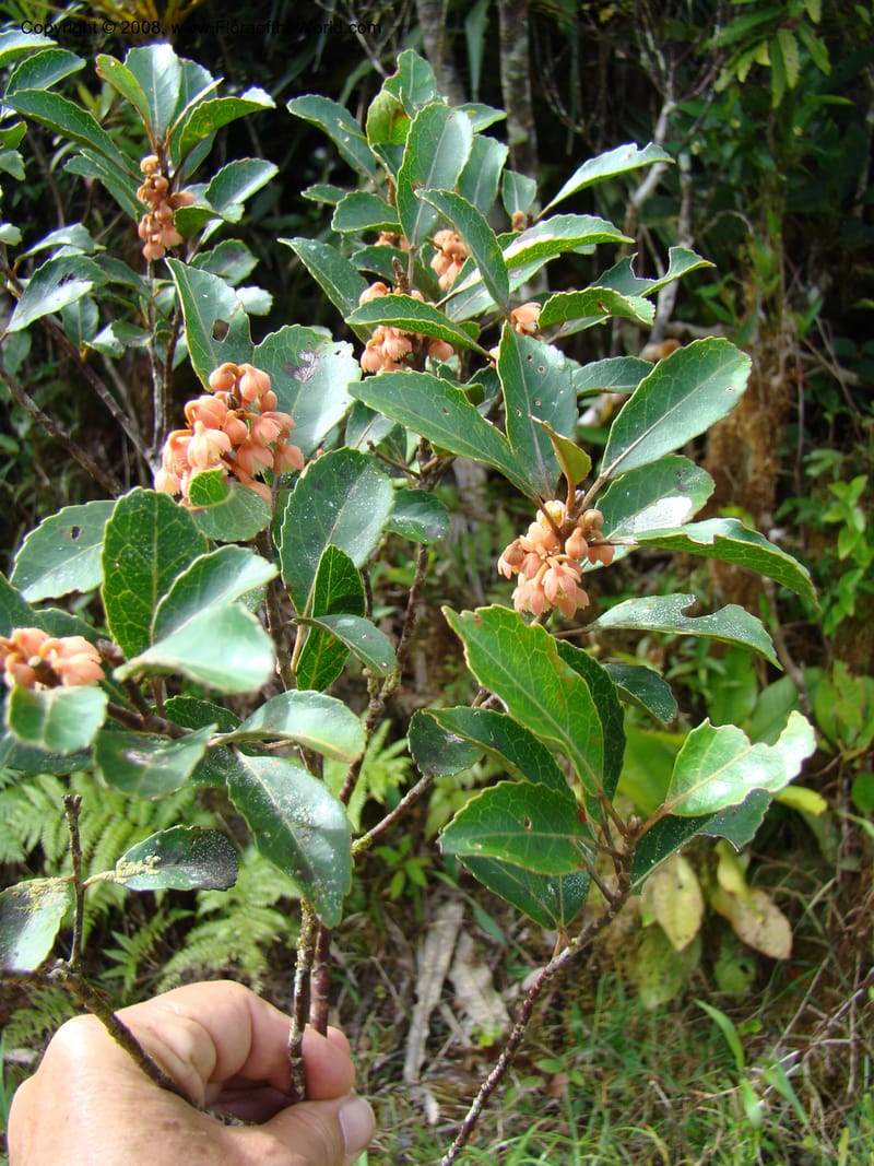 Elaeocarpus, JMunzinger4750--New Caledonia. Mandjelia. 13 Nov 07. 063.jpg