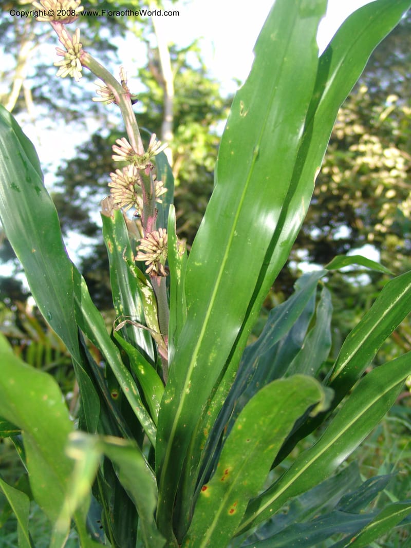 Dracaena, R.Gereua6882--Tanz. Ulanga Dist. Nawenge For. Res. W of Mahenge. 19 Feb 06. 132.jpg