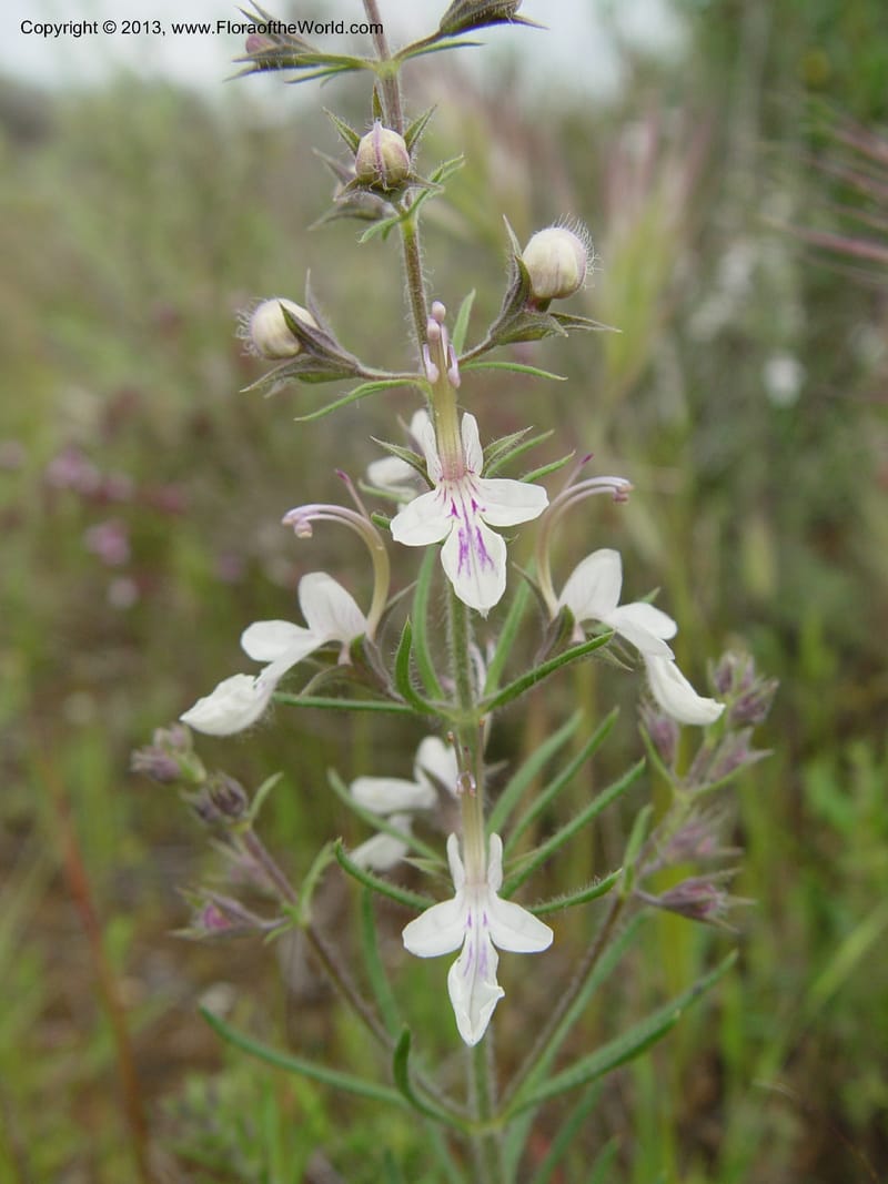 Teucrium pseudochamaepitys--Spain. Almeria Prv. Cantera de los Yesos, off AL140. 16 (28).jpg