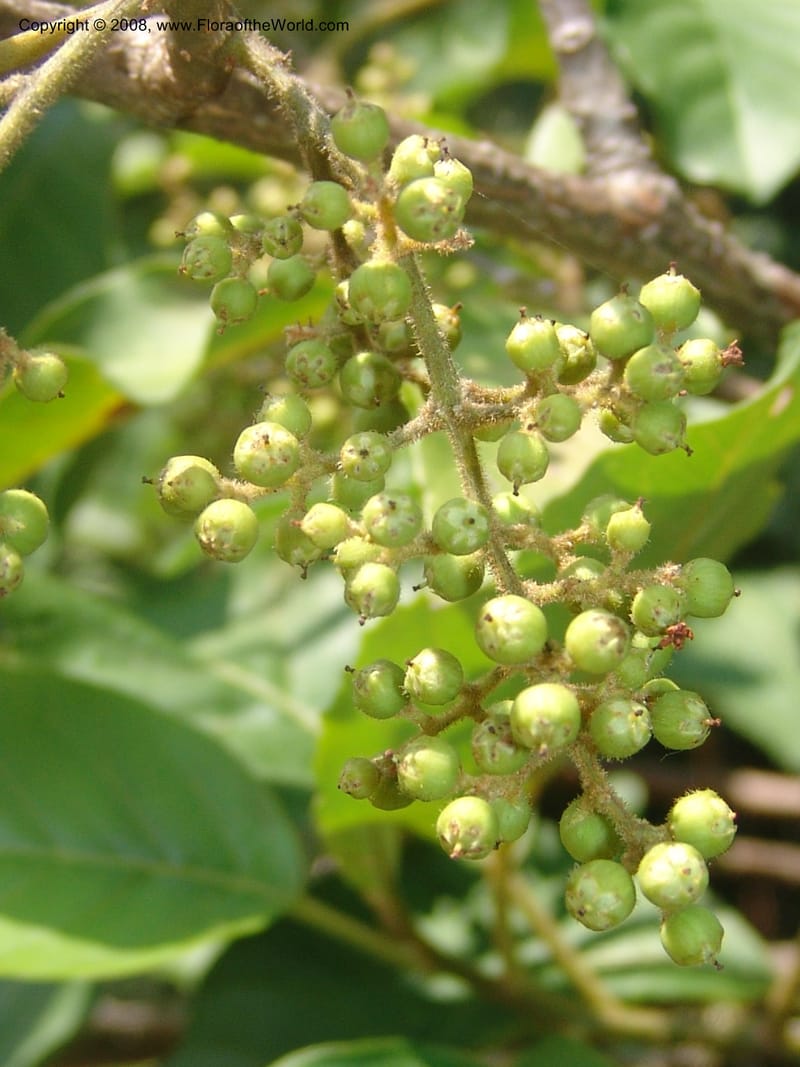 Maesa lanceolata--So.Africa. Mpumal. Buffelskloof Private Nat. Res. 17 Mch 05. 015.jpg