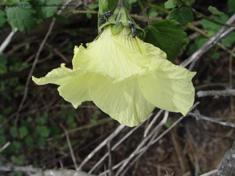 Hibiscus calyphyllus--So. Africa. KwaZuluNatal. Hluhluwe Game Res. 30 Sep 03. 095.jpg