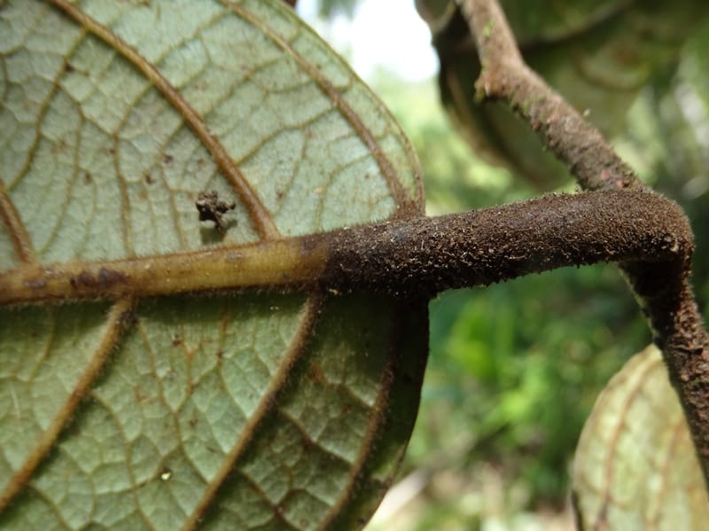 Cryptocarya constricta, Munzinger, J 7371--Fiji. Wailevu Rd. 6 Nov 2015. DSC09846 (8).JPG