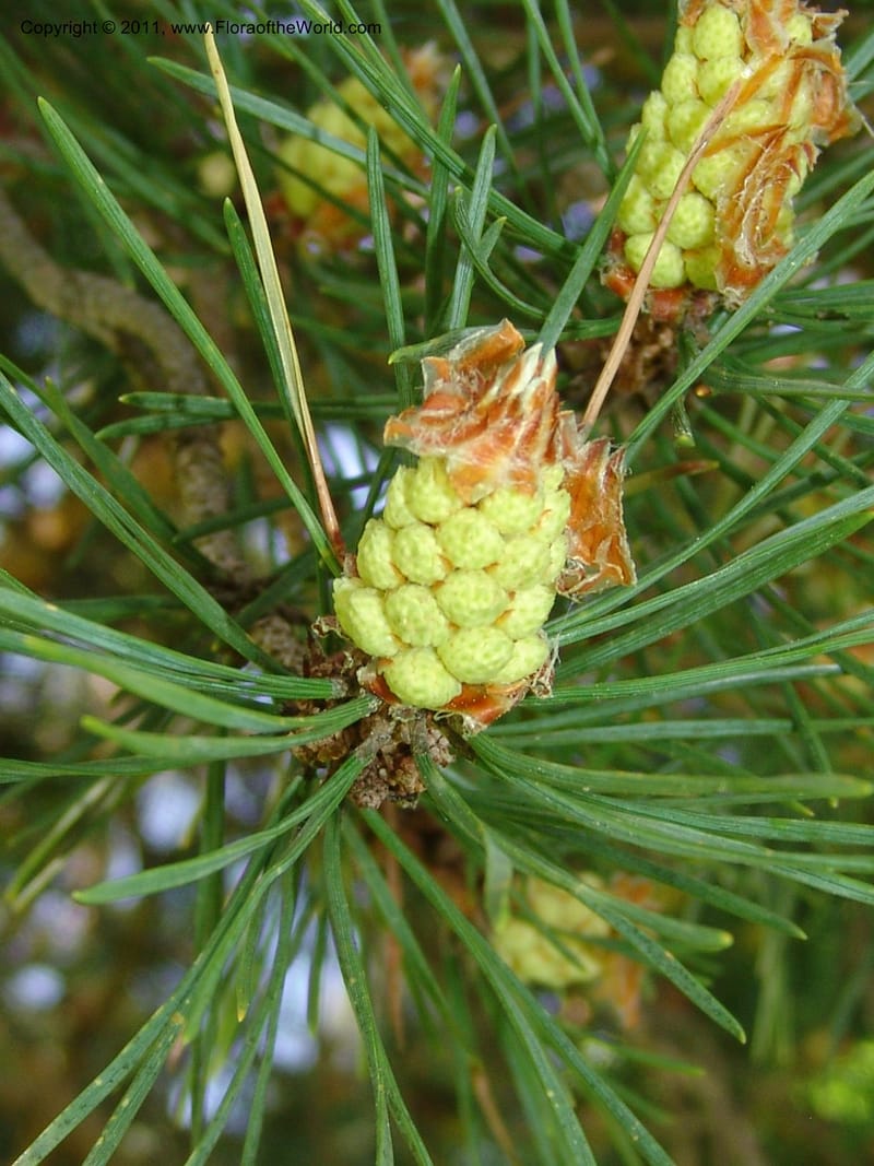 Pinus kochiana--Georgia. Bakuriani Botanical Garden. Forest. 7 Jun 05. 003.jpg