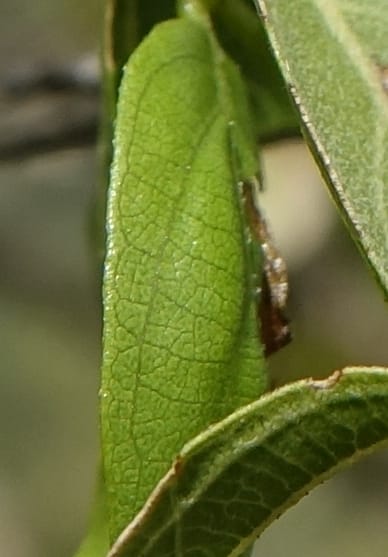 Combretum apiculatum, L. Nanyeni 1249--Namibia. Pepperkorrel Farm off D1472. 27 Mar 2018. DSC03632 (99).JPG