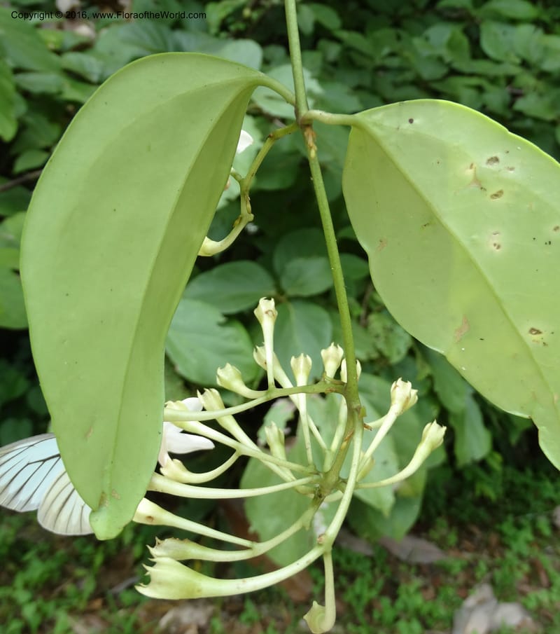 Jasminum, Davidson, C 12689--Sabah. Danum Valley RF Lodge. 5 Oct 2014. DSC02220 (281).JPG