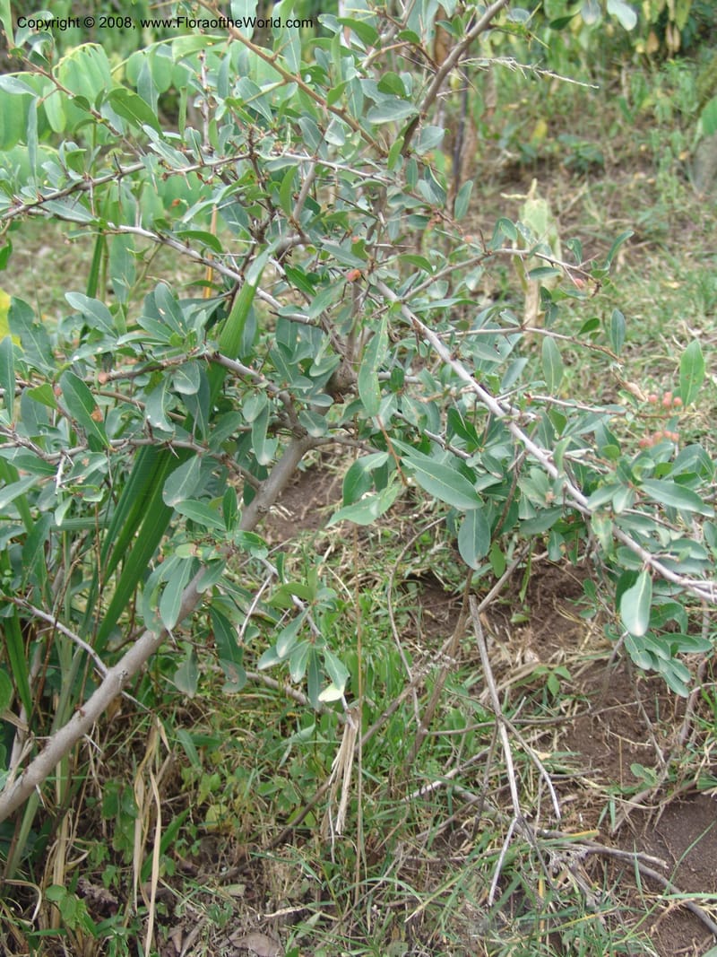 Maytenus heterophyla cf.--Ethiopia. Wendo Genet, near Wabe Shebelle Hotel. 14 Jul 04. 020.jpg