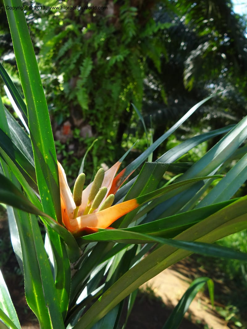 Freycinetia robinsonii var. meijeri, Callmander 1031--Malaysia. Sabah. Tahan Niaga Plantation. 8 Apr 2012. DSC07609 (56).JPG