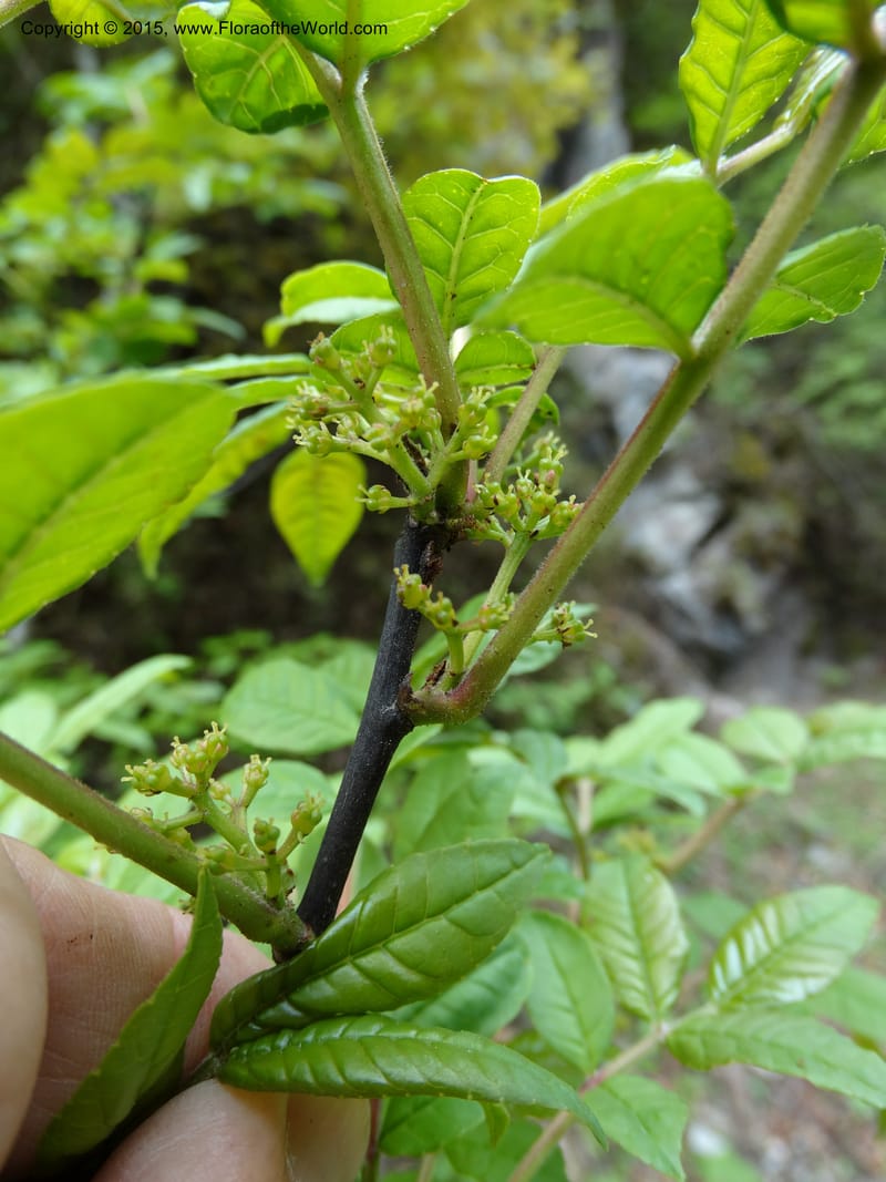 Zanthoxylum bungeanum, Boufford, D 43737--China. Sichuan. XinZhaZi Gou. 14 May 2014. DSC06426 (53).JPG