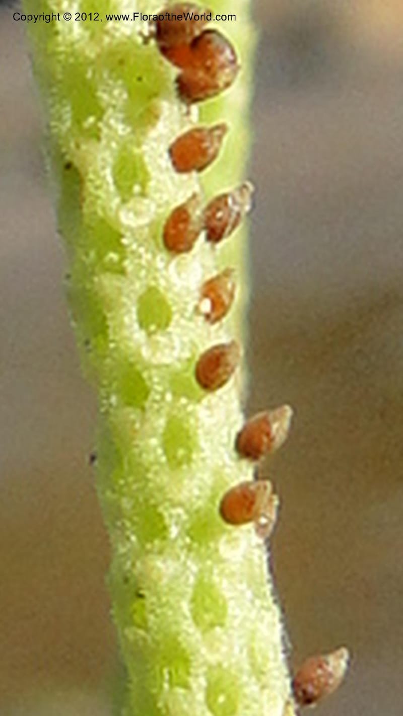 Peperomia tetraphylla, N. Manjato 150--Madagascar. Mania River. 1 May 2010 120 (11).jpg
