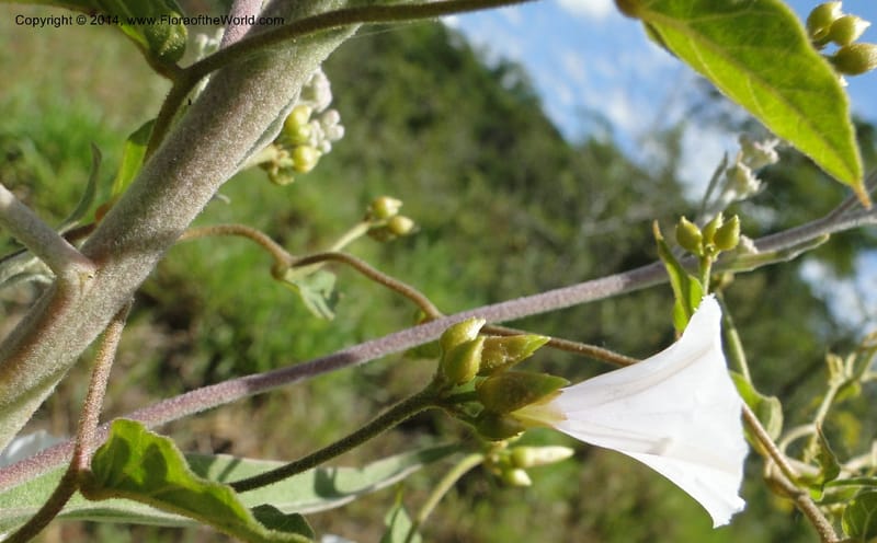 Convolvulus, Stevens,  W. D 31125, Cerro Cora, 16 Mar 2011 1688 (1).JPG