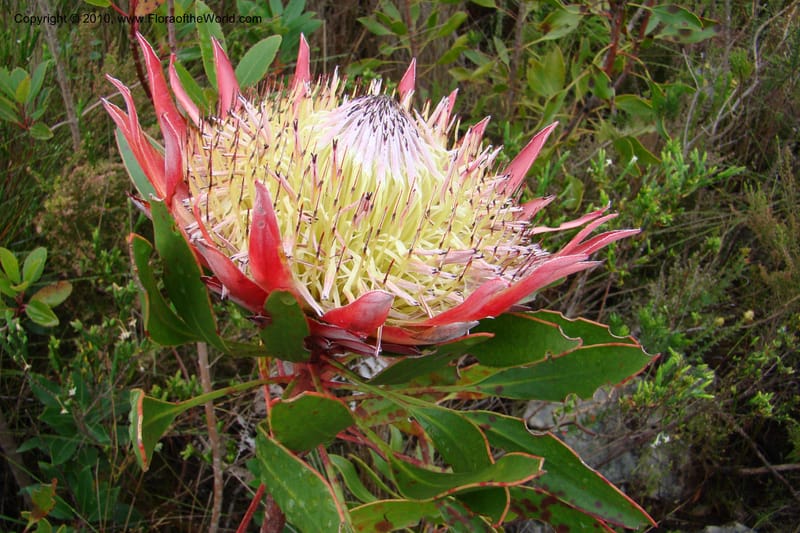 Protea cynaroides, C. Davidson 11499--South Africa. Marloth Nat. Res. Langeberg Mts. 22 Aug 09. 139 (2).jpg