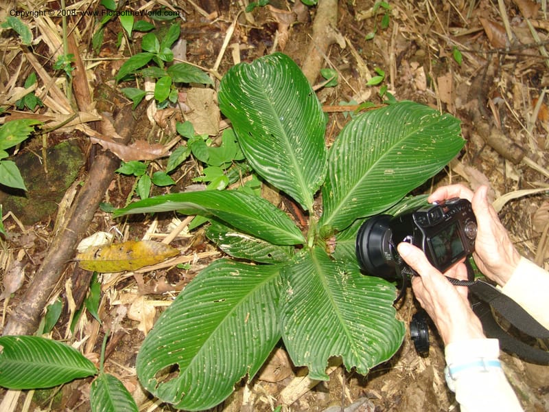 Calathea, RVasquez33009--Peru. Pillcopata. Qbda Pini Pini. 29 Oct 07. 891.jpg