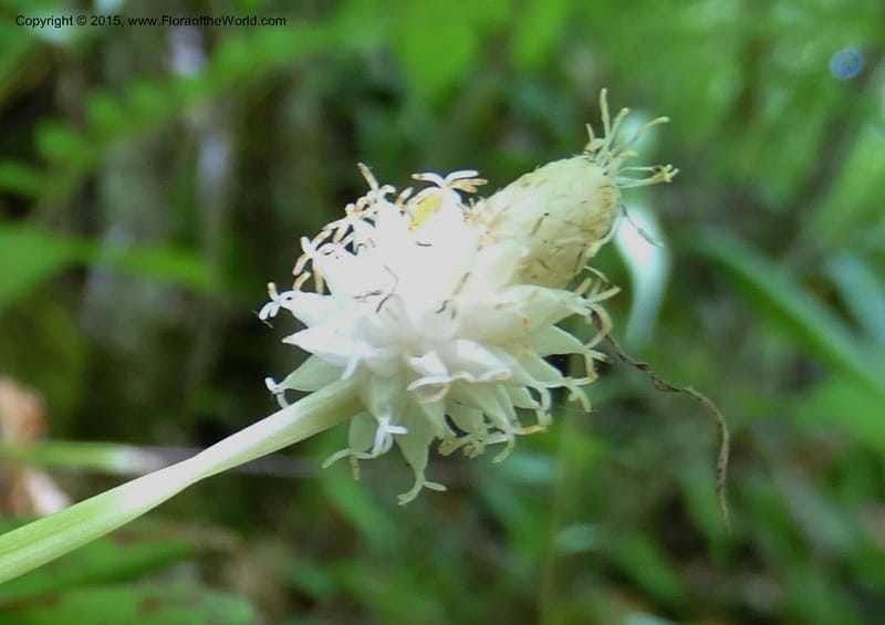 Cymophyllus fraserianus, Davidson, C 12984--North Carolina. Clay Co. Perry Gap Rd, Barnard's Cr. 13 May 2015. DSC04860 (63).JPG