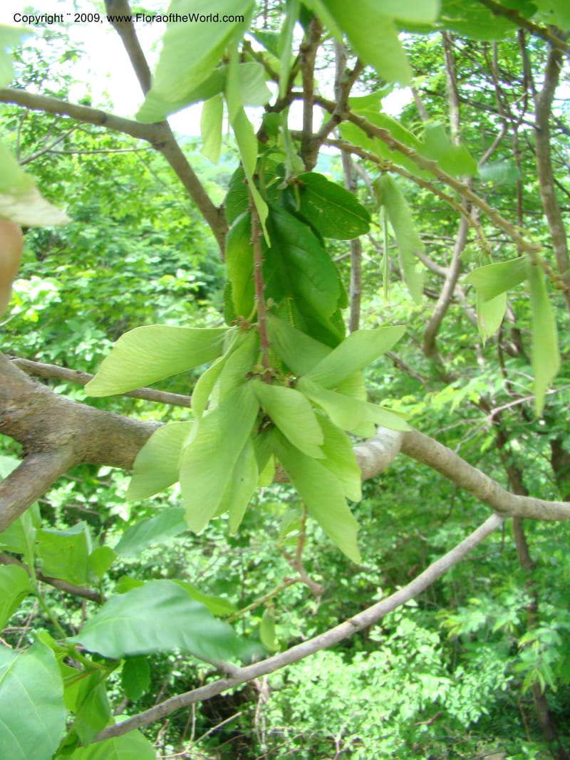 Thouinidium, WDStevens27328--Nicaragua. N.Segov. N of Ocotal, rd to Las Manos. 18 Jun 08. 003.jpg