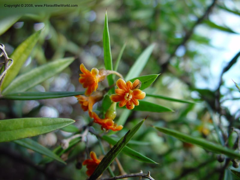 Jacquinia macrocarpa ssp. pungens--CA. UCLA. Mathias Bot. Gard. 13 Feb 03. 129.jpg