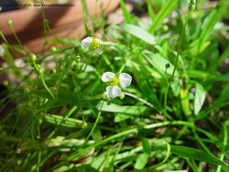 Sagittaria--FL. Fairchild Tropical Garden. 15 Jan 03. 147.jpg