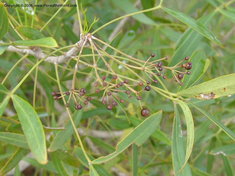 Schefflera bojeri, not coll.--Madag. Prov. Fianar. Parc Nat. Isalo. 12 Jan 06. 119.jpg