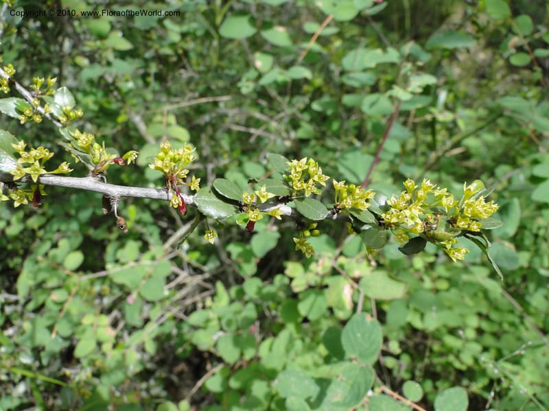 Rhamnus crocea, C. Davidson 11726--California. Santa Barbara Co. 4 April 2010 155 (1).jpg