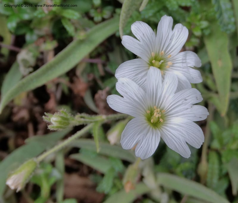 Cerastium, Ulloa, C 2477--Ecuador. Mojanda. 22 Apr 2015. DSC02267 (62).JPG