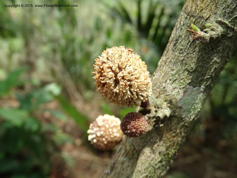 Treculia obovoidea, Davidson, C 12341--Cameroon. Mokoko For. Res. 20 Mar 2014. DSC02622 (250).JPG
