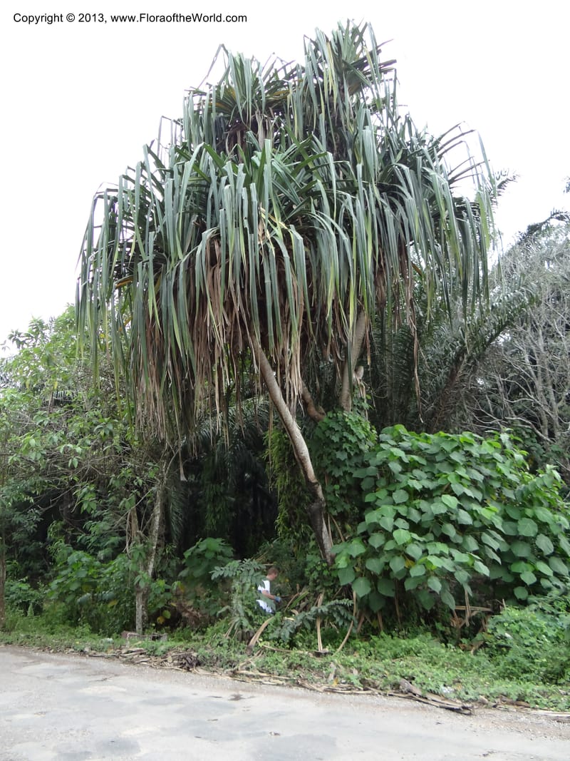 Pandanus unicornutus, Callmander, M 1049--Thailand. Chumphon Prov. Tambon Mab Amarit. 13 Nov 2012. DSC09009 (14).JPG