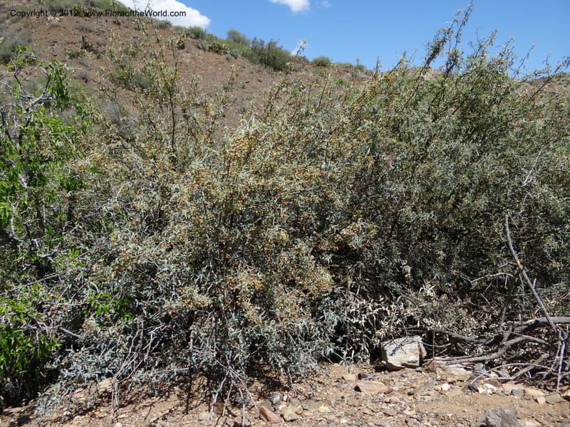 Berberis haematocarpa, Davidson, C 11937--AZ. Yavapai Co. Crown King Rd. 7 May 2012. DSC0894 1 (273).JPG