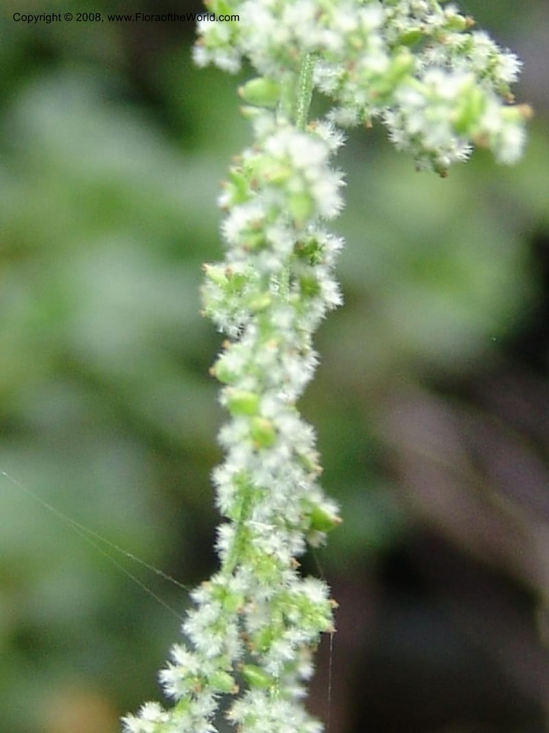 Urtica dioica v. lyallii, CDavidson11113--ID. Adams Co. For. Serv. Rd. 453, to Goose Lk. 20 Jul 07. 147.jpg