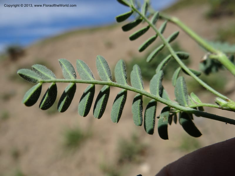 Adesmia, WDS 34191--Chile. Cta. 115. La Laguna. 22 Feb 2013. DSC02595 (73).JPG