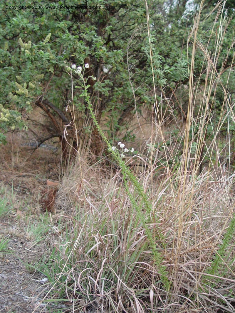 Selago monticola--So. Africa. Drakensberg Mts. Giant's Castle guest lodge. 3 Oct 03. 019.jpg