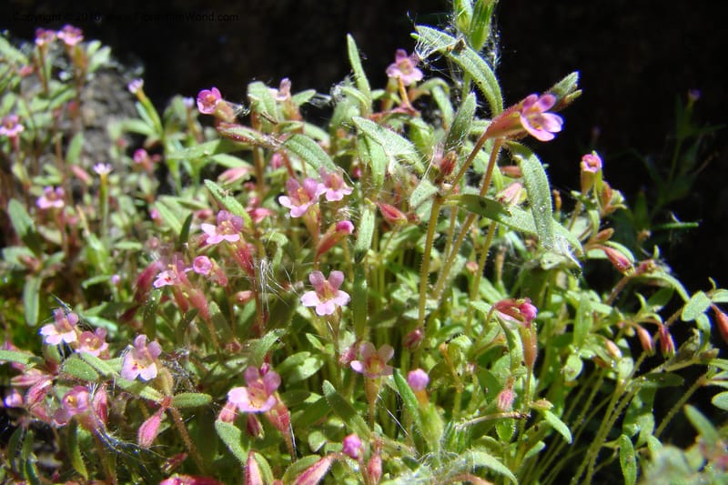 Mimulus breweri, C. Davidson 11466--ID. Valley Co. Warm Lake. 16 June 2009. 103.jpg